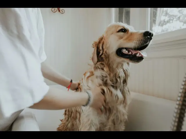 A golden retriever standing calmly in a grooming bath while being washed.